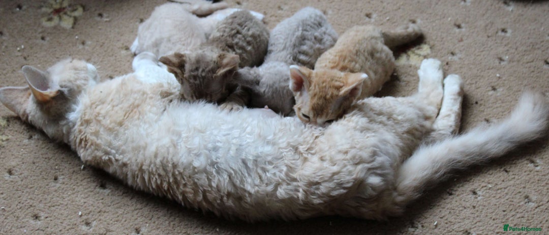 Devon Rex cats for sale: Beautiful Devon Rex Kittens - GCCF registered - Image 31