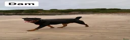 Rottweiler dogs for sale: Beautiful KC Rottweiler puppies ready 18.10.26 - Advert 12