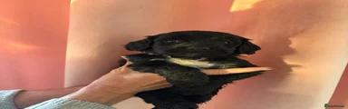 Cockapoo 4