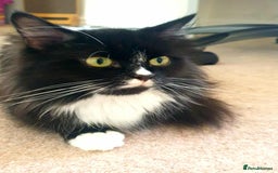 Persian cats for sale: Persian Kittens  - Image 4