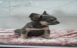 French Bulldog dogs for sale: Exceptional KC Fluffy French Bulldog Puppies - Image 9