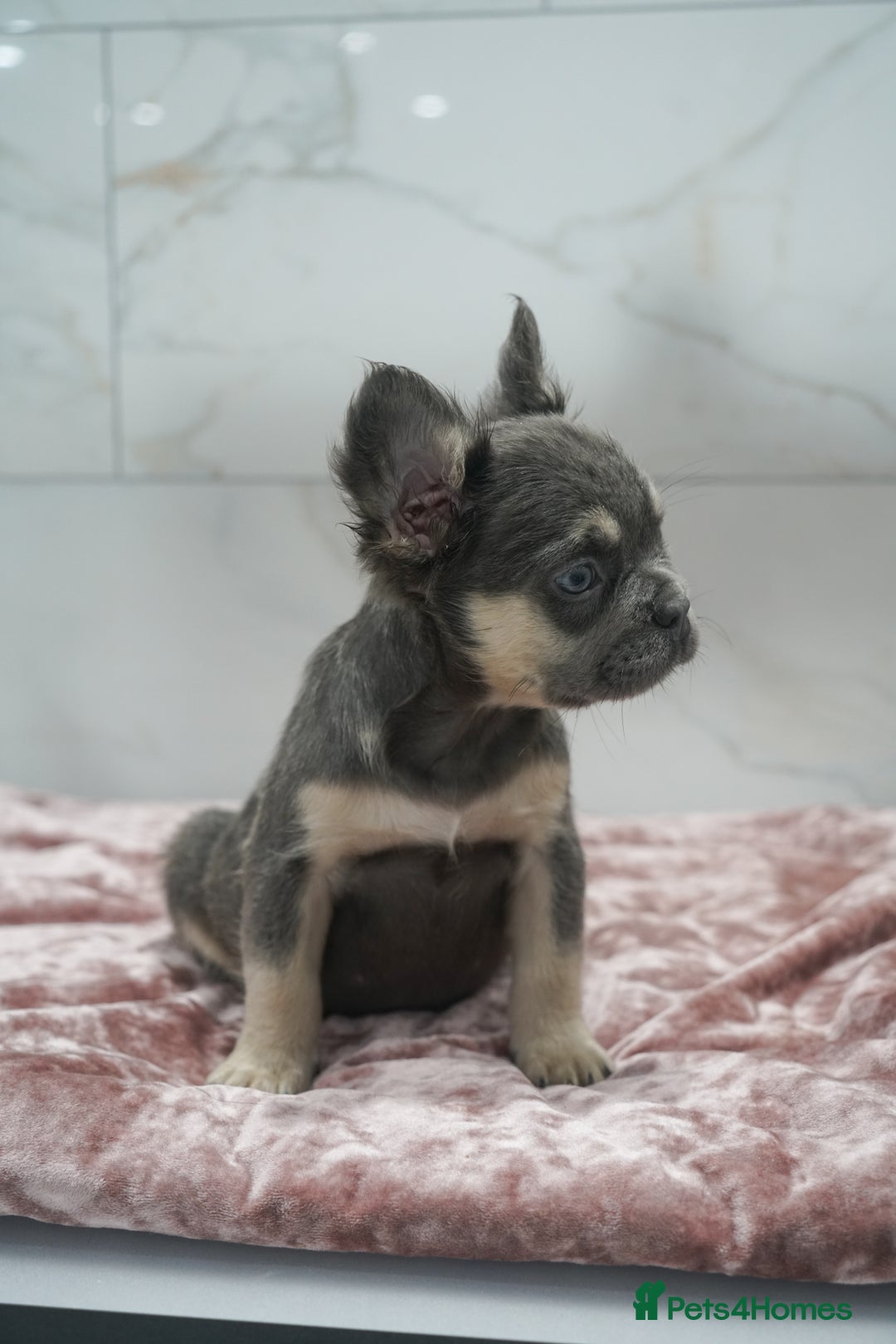 French Bulldog dogs for sale: Exceptional KC Fluffy French Bulldog Puppies - Image 9