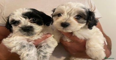 Mixed Breed dogs - Advert 11
