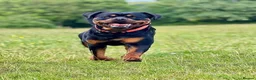 Rottweiler dogs for sale: Rottweiler Puppies  - Advert 13