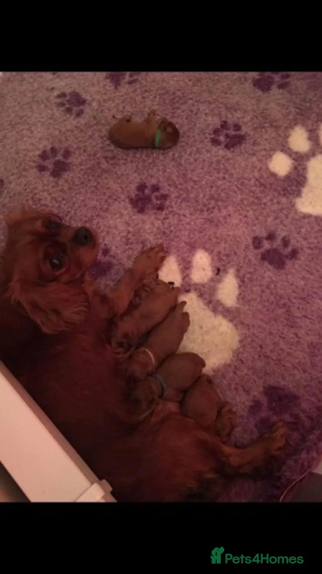 Cavapoo dogs for stud: Extensively Heath Tested Deep Red Min Poodle in Mansfield - Advert 5