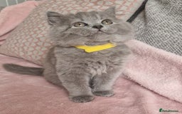 British Longhair cats for sale: ACTIVE REGISTERED BLH GIRL, GCCF, PEDIGREE - Image 5