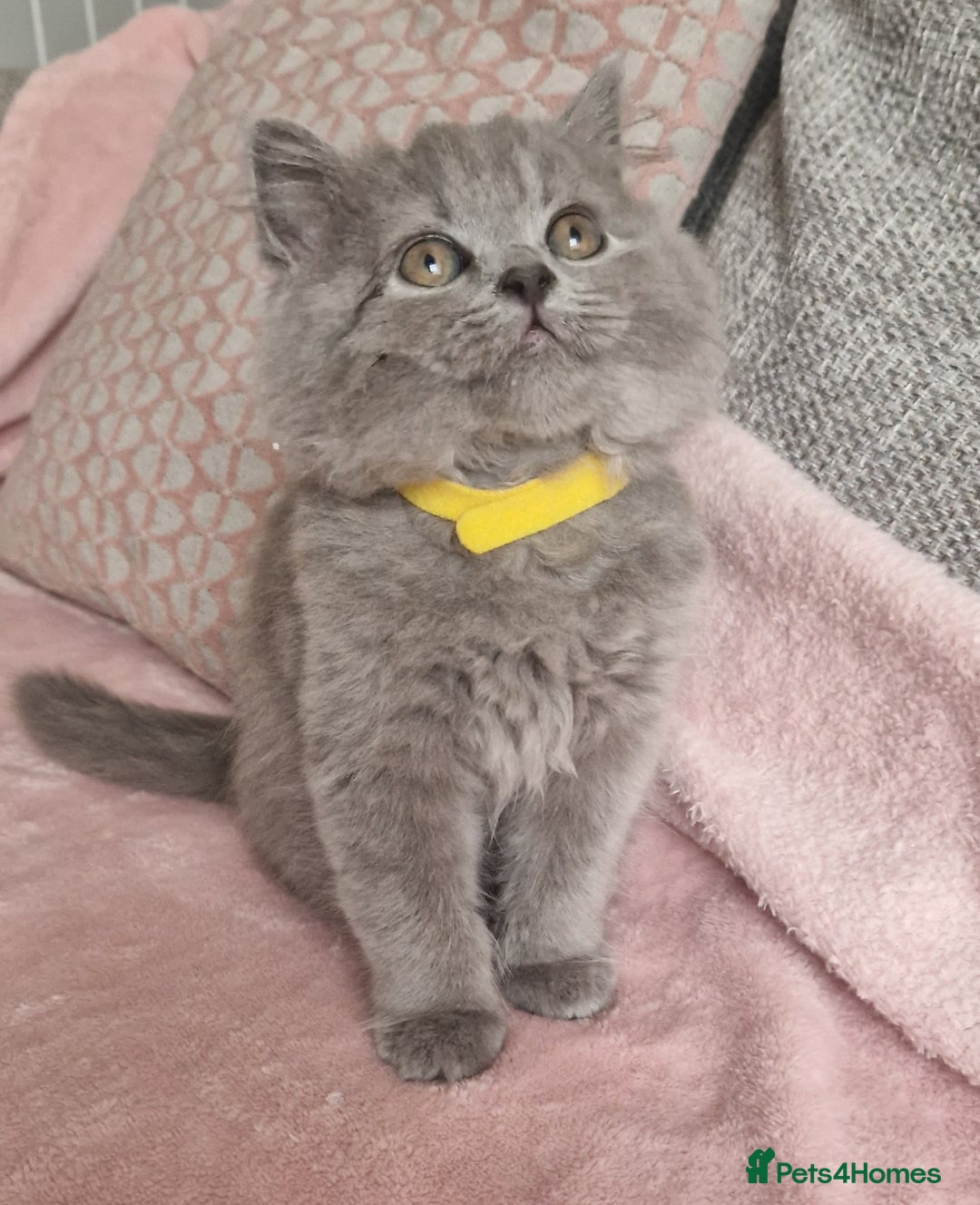 British Longhair cats for sale: ACTIVE REGISTERED BLH GIRL, GCCF, PEDIGREE - Image 5