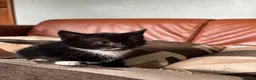 Mixed Breed cats for sale: 7 black and white kittens looking for forever home - Advert 3