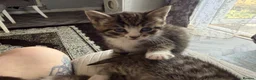 Mixed Breed cats for sale: 4 kittens for sale - Advert 10