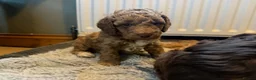 Cockapoo dogs for sale: F3 cockerpoos - Advert 10