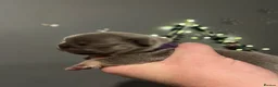 French Bulldog dogs for sale: Frechies pups Lilac & tans, Isabella & tan - Advert 31