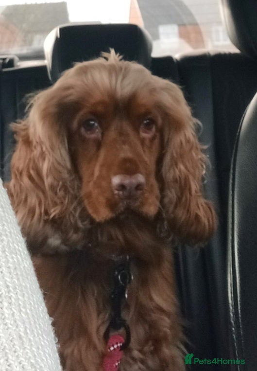 Cocker Spaniel dogs 🌟 OUTSTANDING KC SHOW COCKER SPANIELS 🌟 - Advert 2