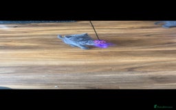 British Shorthair cats for sale: British Shorthair kittens for sale - Image 11