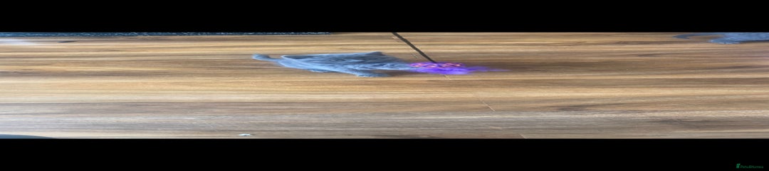 British Shorthair Kitten 5