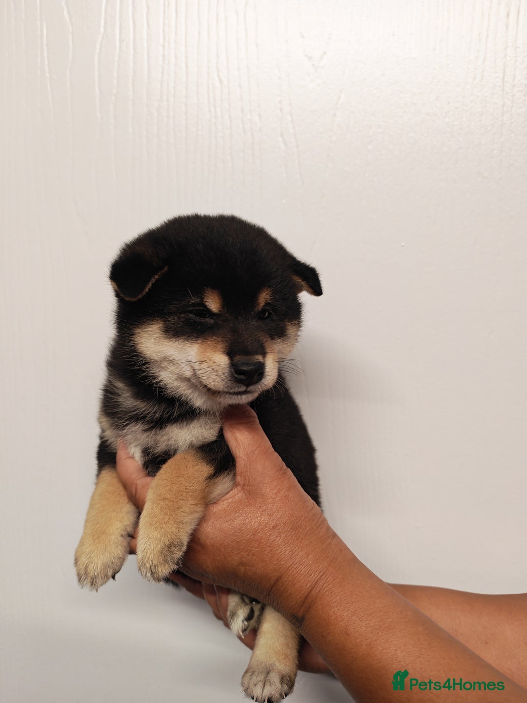 Japanese Shiba Inu dogs for sale: KC reg Japanese shiba inu puppies  - Image 7