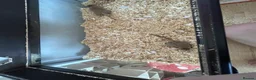 Gerbil rodents for sale: Two female gerbils & cage  in Worcester - Advert 4