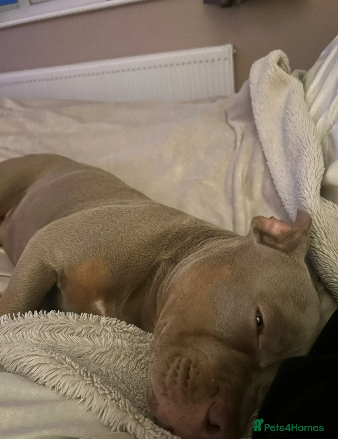 Staffordshire Bull Terrier dogs for sale: Re homing nearly 2 year old female  - Advert 4