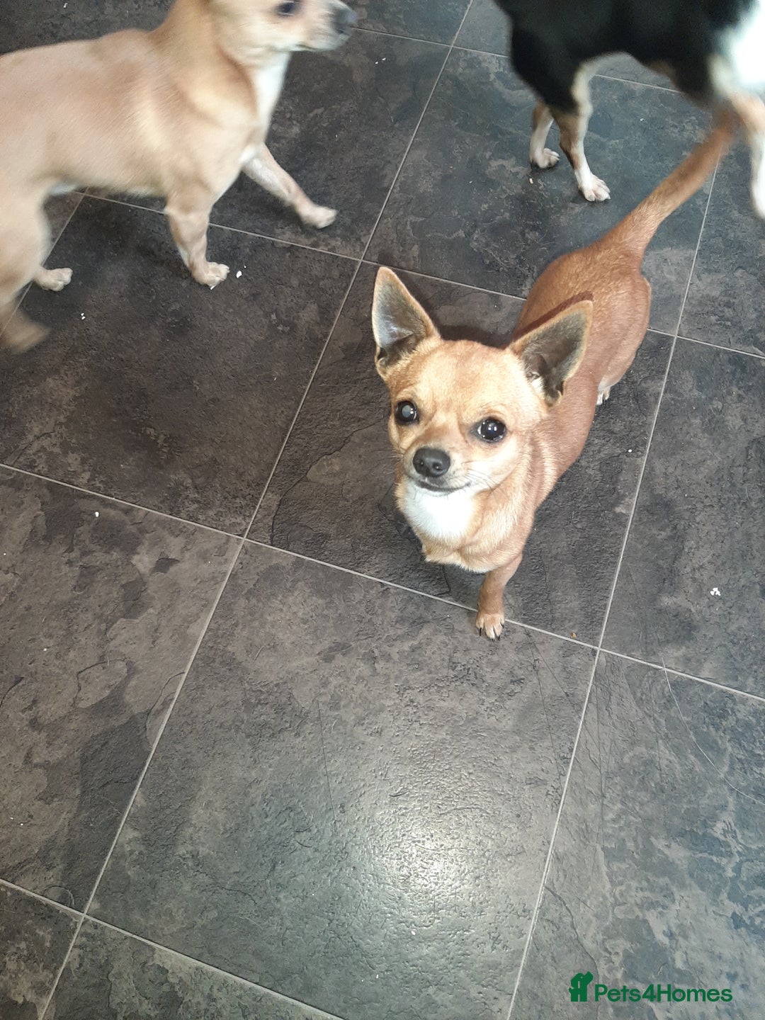 Chihuahua dogs for sale: May have a new home. - Advert 3