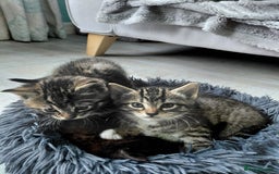Maine Coon cats for sale: Kittens for sale half main coon - Image 1