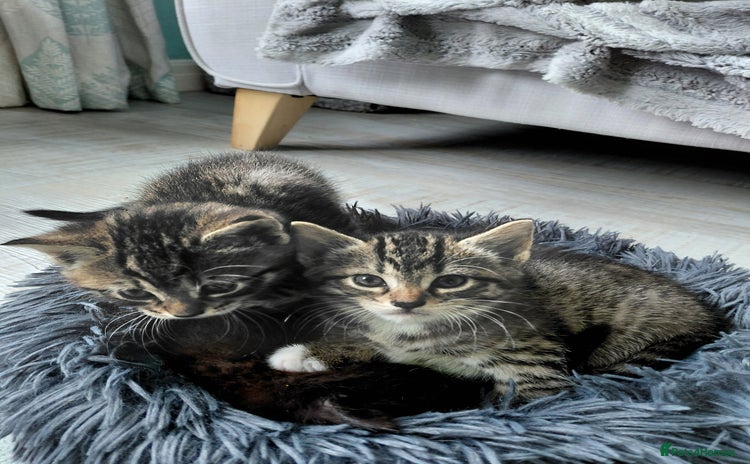 Maine Coon cats for sale - Advert 1