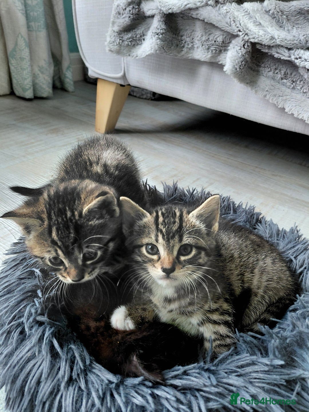 Maine Coon cats for sale: Kittens for sale half main coon - Image 1