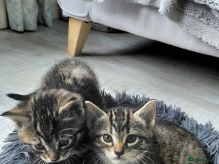 Maine Coon cats - Advert 1