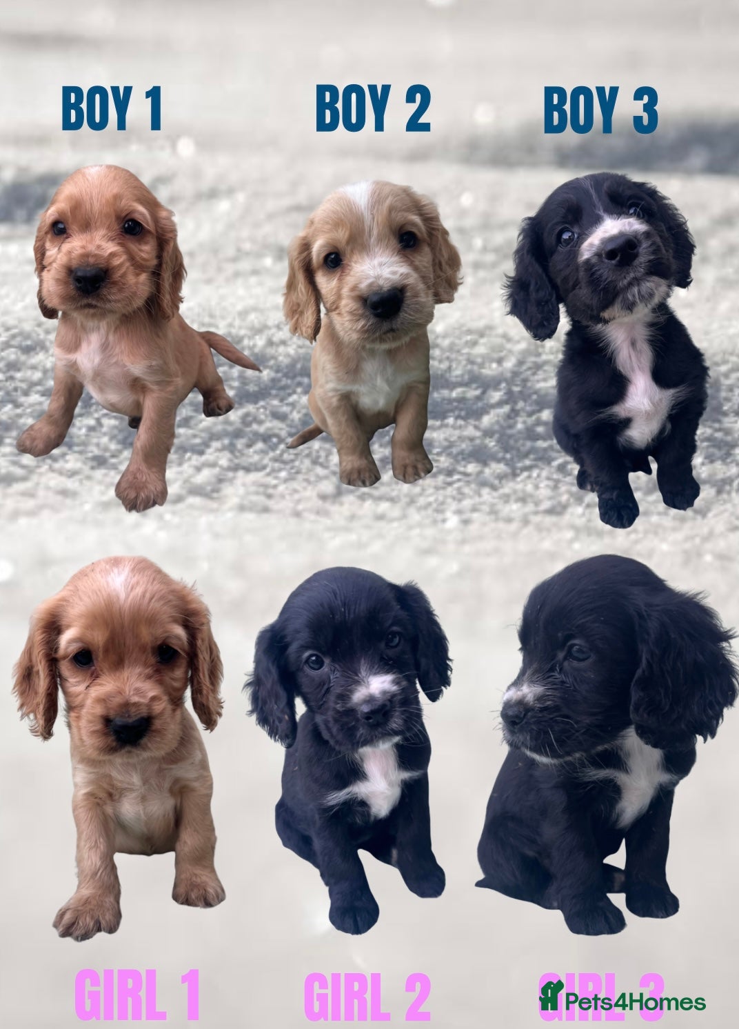 Cockapoo dogs BEAUTIFUL F1 COCKAPOOS - Advert 1