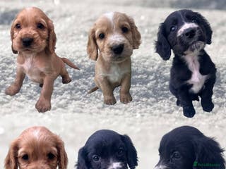 Cockapoo dogs BEAUTIFUL F1 COCKAPOOS - Advert 1