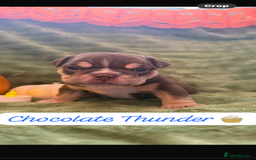 English Bulldog dogs for sale: Beautiful bulldog babies  - Image 16