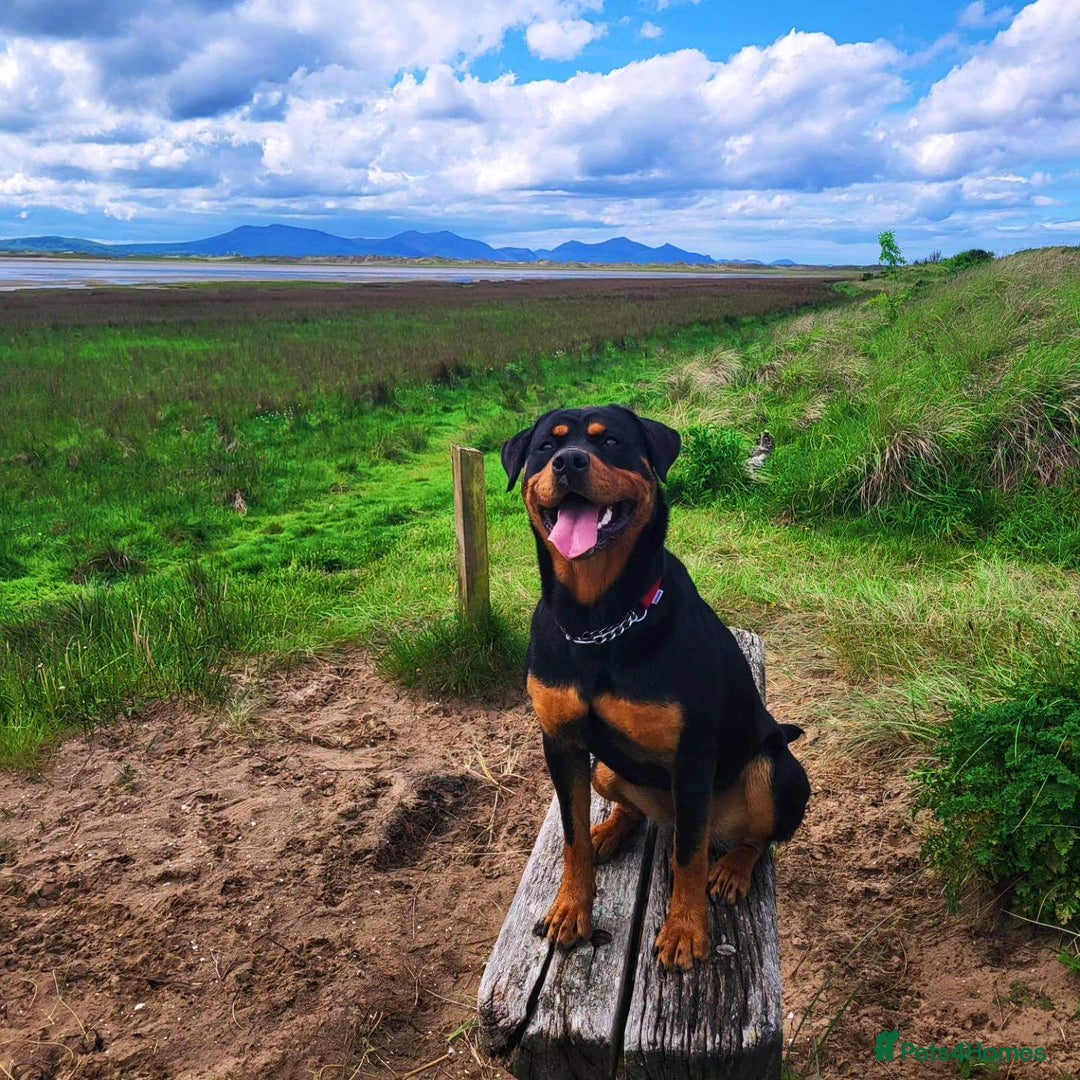 Rottweiler dogs for sale: Big beautiful Rottweiler puppies KC - Image 12