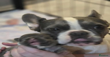 French Bulldog dogs - Advert 10