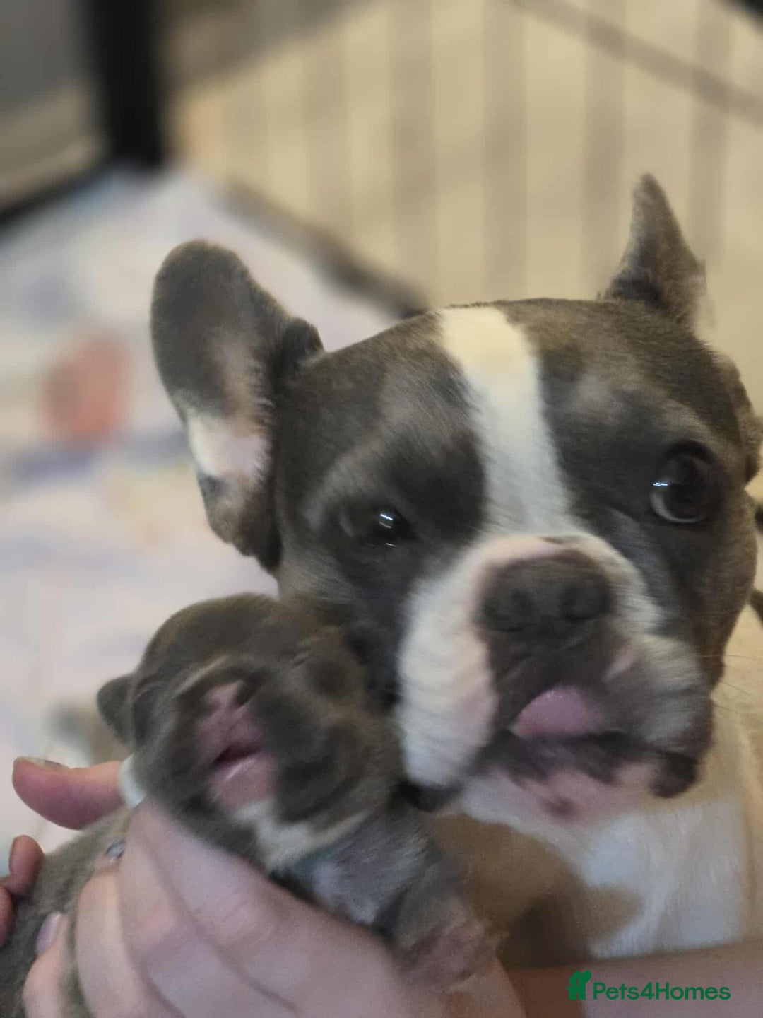 French Bulldog dogs for sale: Beautiful French Bulldog Puppies - Image 2