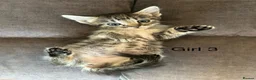 Mixed Breed cats for sale: Stunning kittens available ready now  - Advert 21