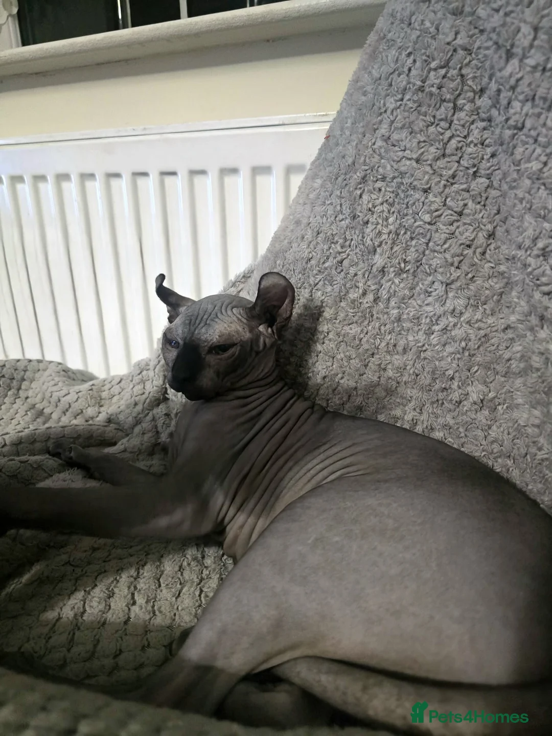 Sphynx cats for sale: Looking for a forever home for our sphynx  - Advert 9