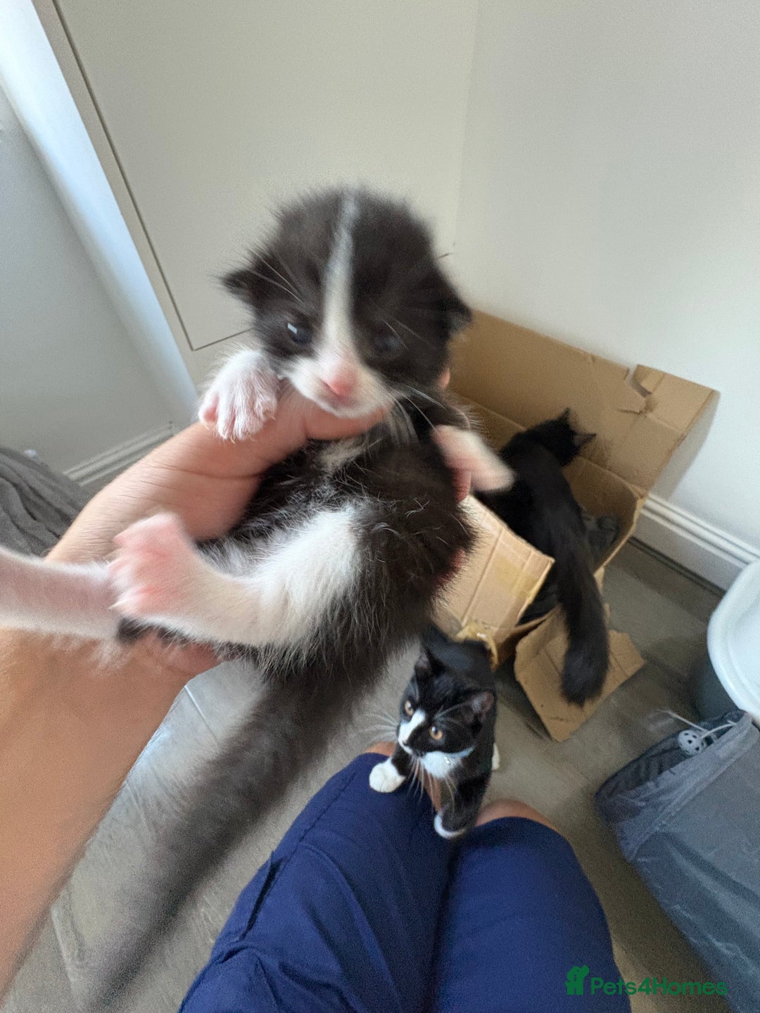 Turkish Van cats for sale: Black and white kittens last boy left  - Image 7