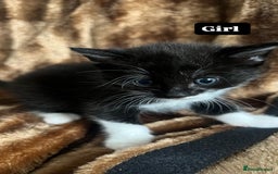 British Shorthair cats for sale: Hello a have very beautiful kittens, - Image 3