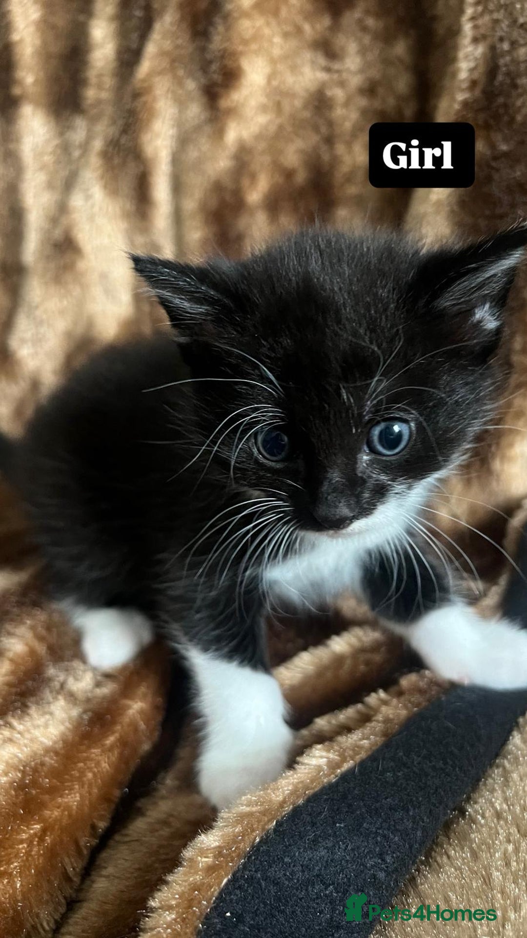 British Shorthair cats for sale: Hello a have very beautiful kittens, - Image 3