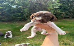 English Springer Spaniel dogs for sale: 2 Lovely Male Springer Spaniels - Image 38