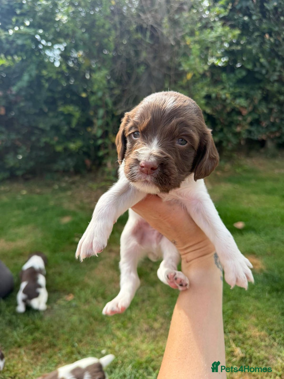 English Springer Spaniel dogs for sale: 2 Lovely Male Springer Spaniels - Image 38
