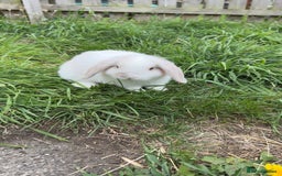 Mini Lop rabbits for sale: Stunning mini lop baby  - Image 2