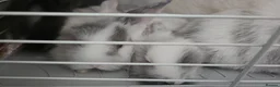 Lionhead rabbits for sale: Lionhead babies  - Advert 6