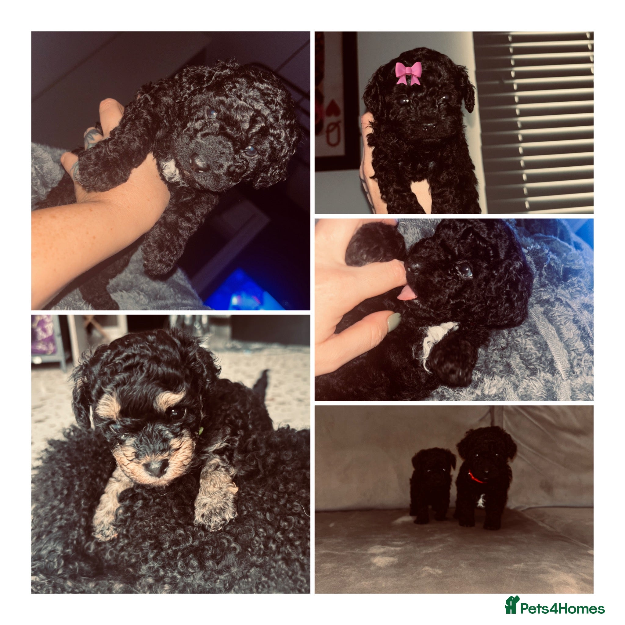 Cavapoo dogs F1bb Tiny Toy Cavapoo 💙💚💓  - Advert 15