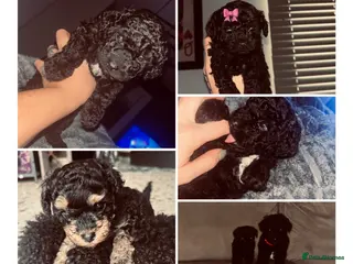 Cavapoo dogs F1bb Tiny Toy Cavapoo 💙💚💓 - Advert 15