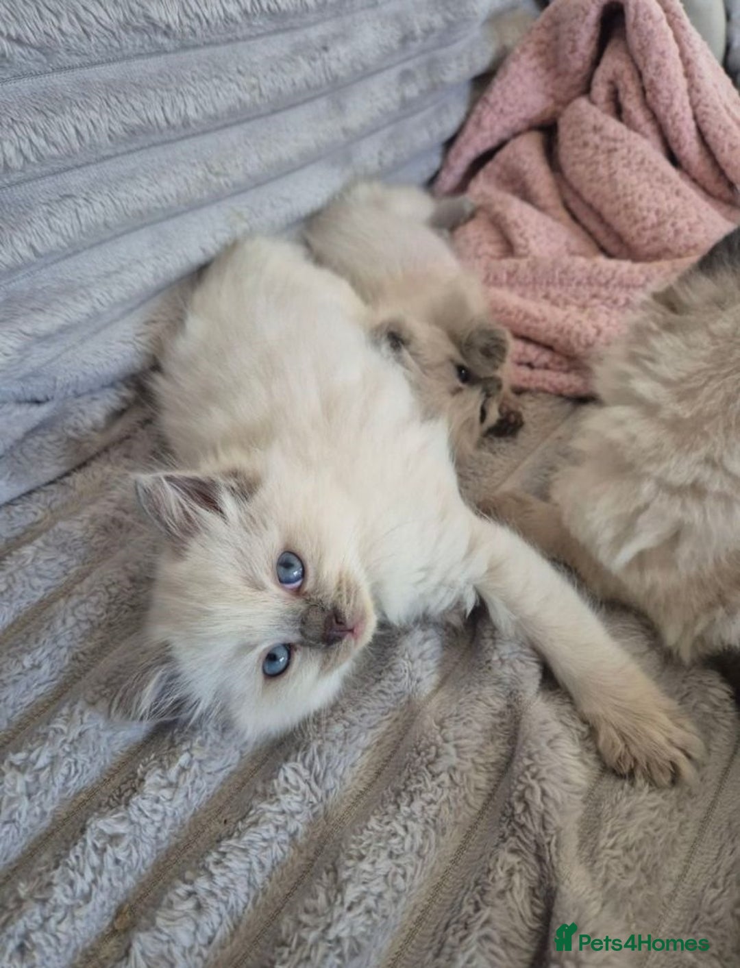 Ragdoll cats for sale: Active playful blue eyes Rag dolls - Image 2