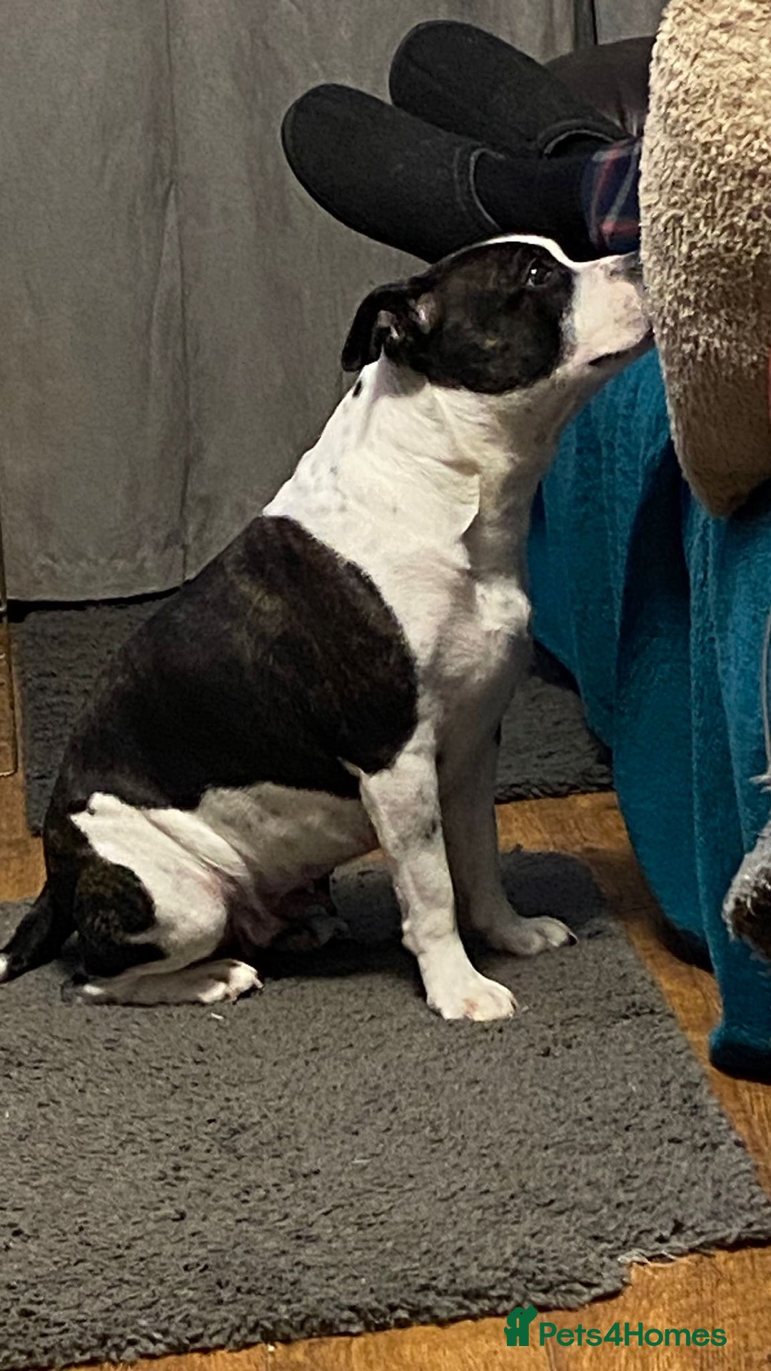 Staffordshire Bull Terrier dogs for sale: A litter of stunning Reds  - Image 7