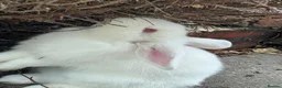 Mini Lop rabbits for sale: mini loop babies  - Advert 9