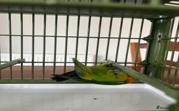 Lovebirds birds for sale: Lovebird  - Image 6