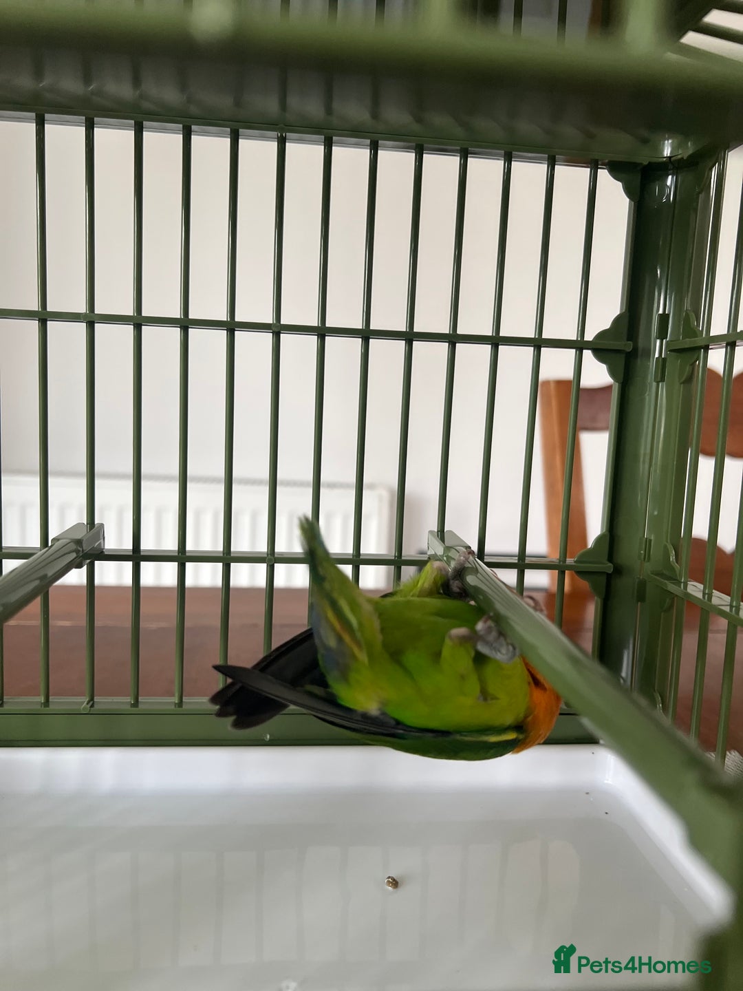 Lovebirds birds for sale: Lovebird  - Image 6