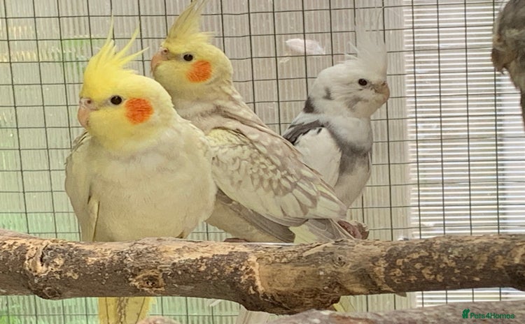 Cockatiels birds - Advert 6