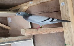 Pigeons birds for sale: Baby and adult racing Pigeons  - Image 14